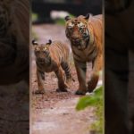 What if you had a pet tiger #youtube #shorts #tiger #shroff #reaction #trending #viral #video