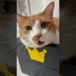 もう普通に喋る猫さんをご覧ください！ペットシッター「あにふぁん」akikoさん！ありがとうございます！もうすぐ帰るよー #川上麻衣子 #cat #猫のいる暮らし