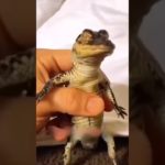 ワニを拾って女性 #animals #ワニ #動物のいる暮らし #ペット