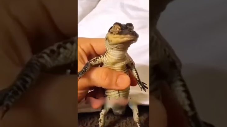 ワニを拾って女性 #animals #ワニ #動物のいる暮らし #ペット