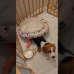 アイちゃん、それ掛け布団じゃあないよ！💦 #犬のいる生活 #いぬ #ペット #癒し #可愛い #beaglecrew #かわいい #beagle