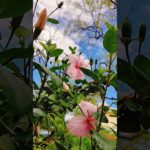 beauty of hibiscus 🌺🌹 #nature #song #love #flowers #garden #blissful #ytshorts