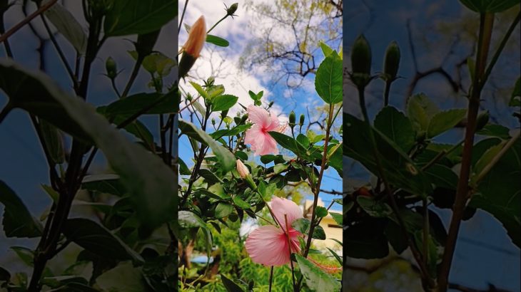 beauty of hibiscus 🌺🌹 #nature #song #love #flowers #garden #blissful #ytshorts