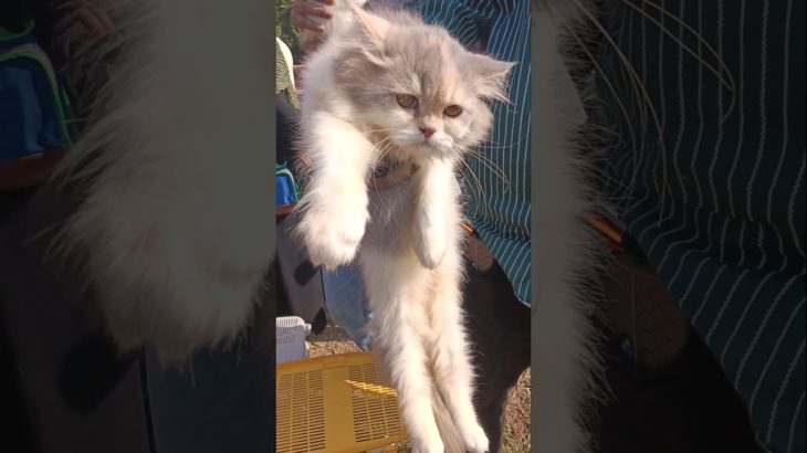 calico female cat | for sale | lucknow pet market #shorts #cat #viral #shortvideo #pets #new #pet