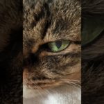 猫#猫#cat #日常#ダイエット#ジム#トレーニング#筋トレ#癒し#購入品#可愛い#ショート動画#おやすみ#睡眠#ヒーリング