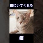 横にいてくれる猫 #猫 #cat #ペット #pet