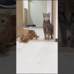 新居で挙動不審すぎる猫の兄妹 #cat #ペット #猫 #pet