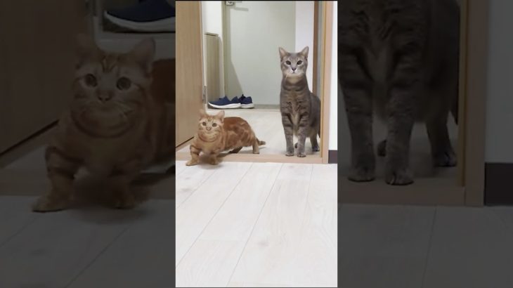 新居で挙動不審すぎる猫の兄妹 #cat #ペット #猫 #pet