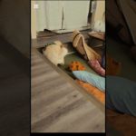 触ると叫ぶマーモットに大興奮 #chawchaw #チャウチャウ #ペット