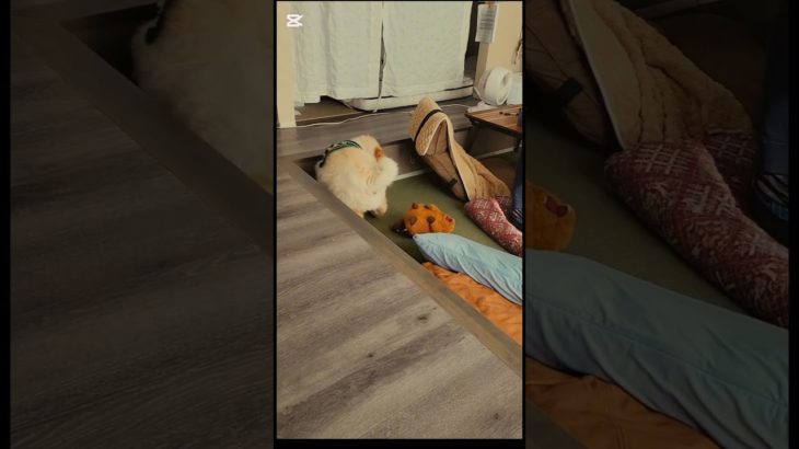 触ると叫ぶマーモットに大興奮 #chawchaw #チャウチャウ #ペット