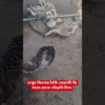 দেখুন কিশোর টার্কি মোরগটি কি সাহস,কাকে দৌড়ানি দিল।#chicken#pet #howladeragro