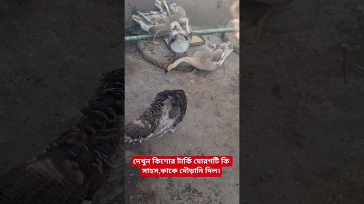 দেখুন কিশোর টার্কি মোরগটি কি সাহস,কাকে দৌড়ানি দিল।#chicken#pet #howladeragro