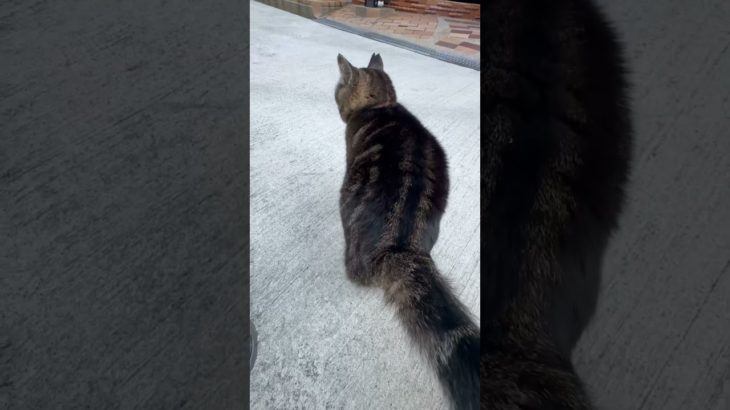 【daily neko chan】ペットボトル湯たんぽで暖をとってあげました#透けてるおばあちゃんと暮らすネコと言う猫