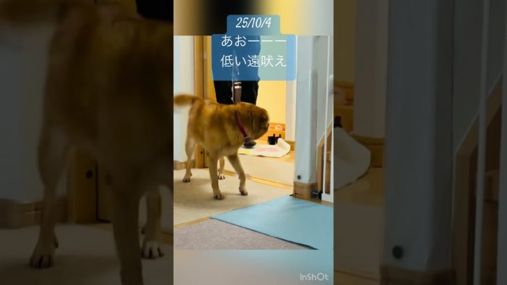 犬　帰宅時の反応　低く遠吠え　#dog #ペット