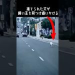 捨てた飼い主を見つけ追いかける犬に泣ける！#動物保護 #ペット #dog