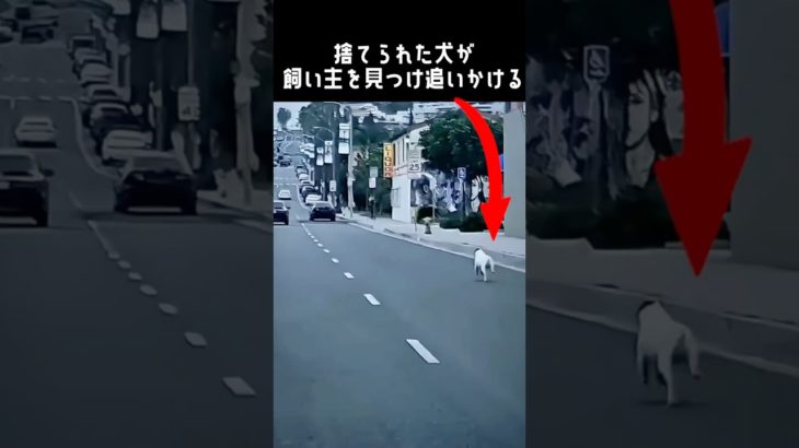 捨てた飼い主を見つけ追いかける犬に泣ける！#動物保護 #ペット #dog