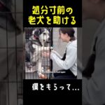 誰かこの犬を貰って！老犬ハスキーの感動の物語！#動物保護 #dog #animals
