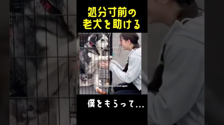 誰かこの犬を貰って！老犬ハスキーの感動の物語！#動物保護 #dog #animals