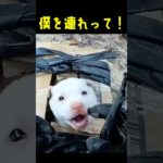 天使のように愛嬌のある子犬を連れて帰ると！！#動物保護 #dog #animals