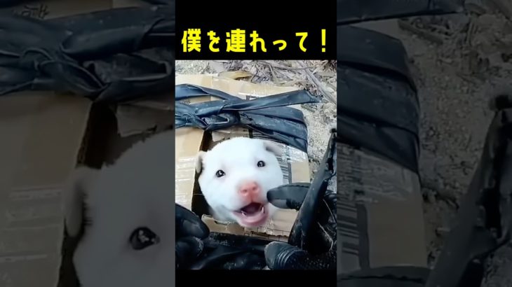 天使のように愛嬌のある子犬を連れて帰ると！！#動物保護 #dog #animals