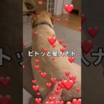 おしりピトッとさん #dog #funny #犬 #かわいい #cute #shorts