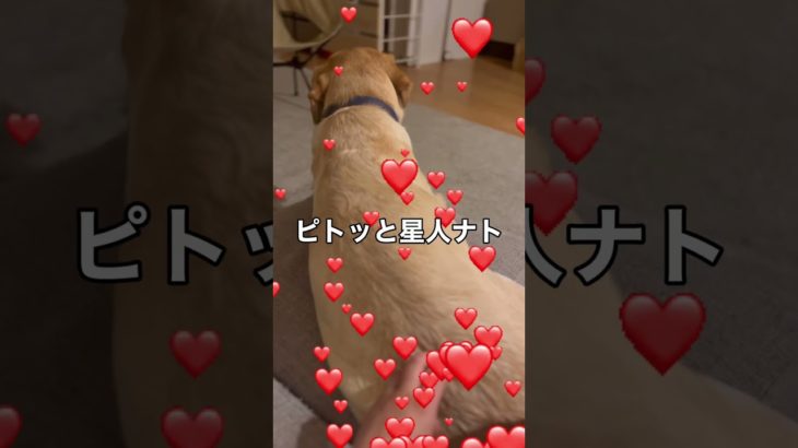 おしりピトッとさん #dog #funny #犬 #かわいい #cute #shorts