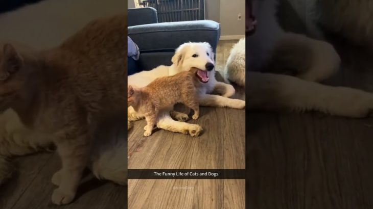 dogs being idiots #funny #funnyanimals #funnypets #petvideos #lovegoldens #cutegolden #pet #animals