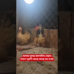 আমার সুন্দর জাপানিস বেন্থাম মোরগ-মুরগি আস্তে আস্তে বড় হচ্ছে।#ducks#pet#howladeragro