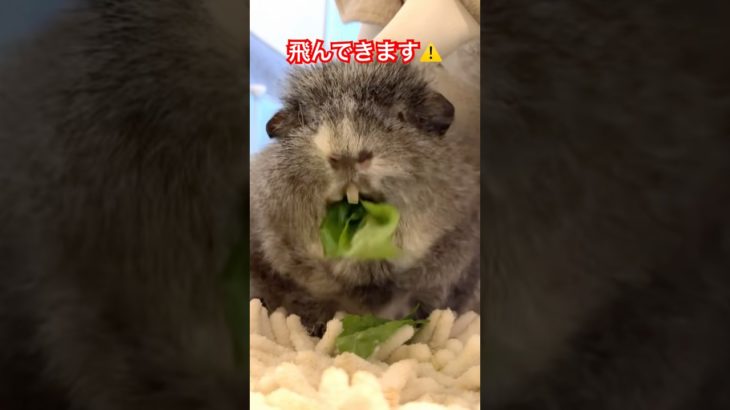 飛んでくる汁に注意⚠️🐭#モフモフ #guineapig #モルモット #ペット動画 #モルモットのいる暮らし #ペット動画 #もふもふ #モルモット可愛い