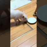 食べ終わりましたのくりーむさん #micropig #マイクロブタ #癒し #ペットのいる生活