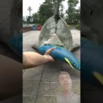 moti machli ka pet Gaya #shark #sharkscience