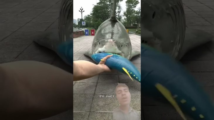 moti machli ka pet Gaya #shark #sharkscience