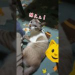 構えぇ！o(｀ω´ )o #猫 #ネコ #CAT #可愛い #癒し #動物 #ペット