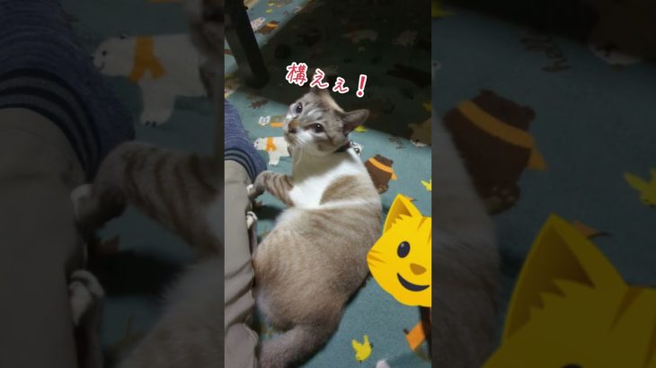 構えぇ！o(｀ω´ )o #猫 #ネコ #CAT #可愛い #癒し #動物 #ペット