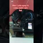 pehli Nazar mein #dog #adoptstrays #animalrescue #pet #love #adoptionrocks #animalwelfare #stray