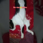 #pet #funny Kitty 🐈 ki acting kmal h👌#Mamma’s boy🕺