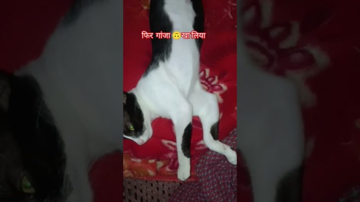 #pet #funny Kitty 🐈 ki acting kmal h👌#Mamma’s boy🕺