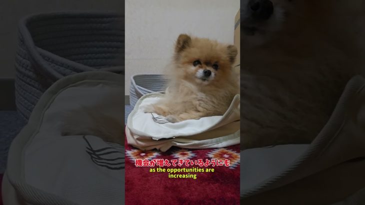 雨の同伴は大変#ポメラニアン #pomeranian  #포메라니안 #多頭飼い #ペット #4ポメ#犬のいる暮らし #よんぽめママ #癒し #4ポメのママ#雨 #同伴出勤