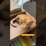 爬虫類ガチャガチャ　#爬虫類 #reptiles #癒し #ペット #レオパ飼育 #かわいい #爬虫類のいる生活 #leopardgecko #ヒョウモントカゲモドキ