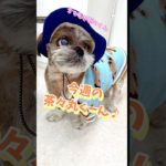 今週の茶々丸くーん#こもれびペットクリニック #動物病院 #今週の茶々丸くん #シーズー #shihtzu #dog #癒し #かわいい #かわいい犬 #おしゃれ #どっち #シーズー大好き部