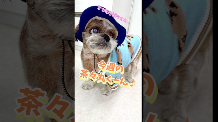 今週の茶々丸くーん#こもれびペットクリニック #動物病院 #今週の茶々丸くん #シーズー #shihtzu #dog #癒し #かわいい #かわいい犬 #おしゃれ #どっち #シーズー大好き部