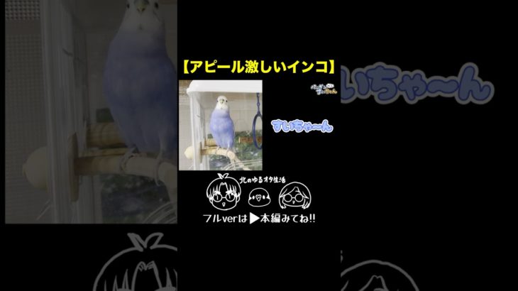 short【おしゃべりインコ】アピールが激しいすいちゃん#セキセイインコ #インコ #shorts #おしゃべりインコ #かわいい #ペット #ペンギンみたい  #birds