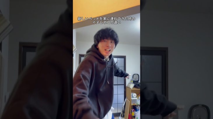 #shorts #犬 #猫 #ペット