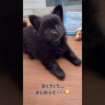 真っ黒モフモフあたしはポメチワの女の子♡🐩【横浜ペットショップ ベルドック】#shorts #犬のいる暮らし #ポメチワ