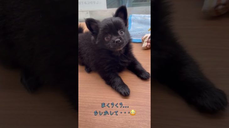 真っ黒モフモフあたしはポメチワの女の子♡🐩【横浜ペットショップ ベルドック】#shorts #犬のいる暮らし #ポメチワ