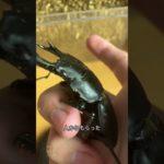 うちで飼ってるペットです！#飼育 #オヤニラミ #カエル #昆虫 #魚 #両生類 #ペット #昆虫飼育 #爬虫類#カナヘビ #トカゲ #カマキリ #クワガタ #shorts #爬虫類のいる生活