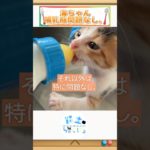 ミルクタイム！｜#shorts #癒やしのペット動画 #猫のいる生活 #猫との暮らし #猫と暮らす #猫あるある #猫生ちゃんねる  #猫好きさんと繋がりたい #ねこ癒やし #猫