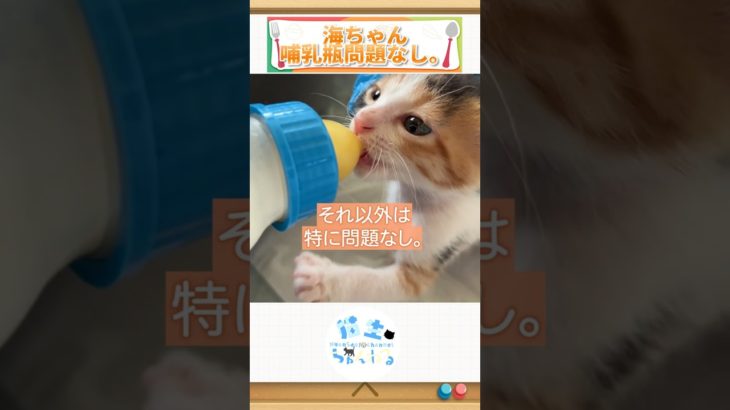 ミルクタイム！｜#shorts #癒やしのペット動画 #猫のいる生活 #猫との暮らし #猫と暮らす #猫あるある #猫生ちゃんねる  #猫好きさんと繋がりたい #ねこ癒やし #猫