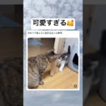 癒される🥺　#shorts #おもしろ #猫 #ペット #かわいい