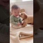 ずっと仲良し🥰 #shorts #犬のいる暮らし #赤ちゃん #赤ちゃんのいる生活 #犬のいる生活 #おすすめ